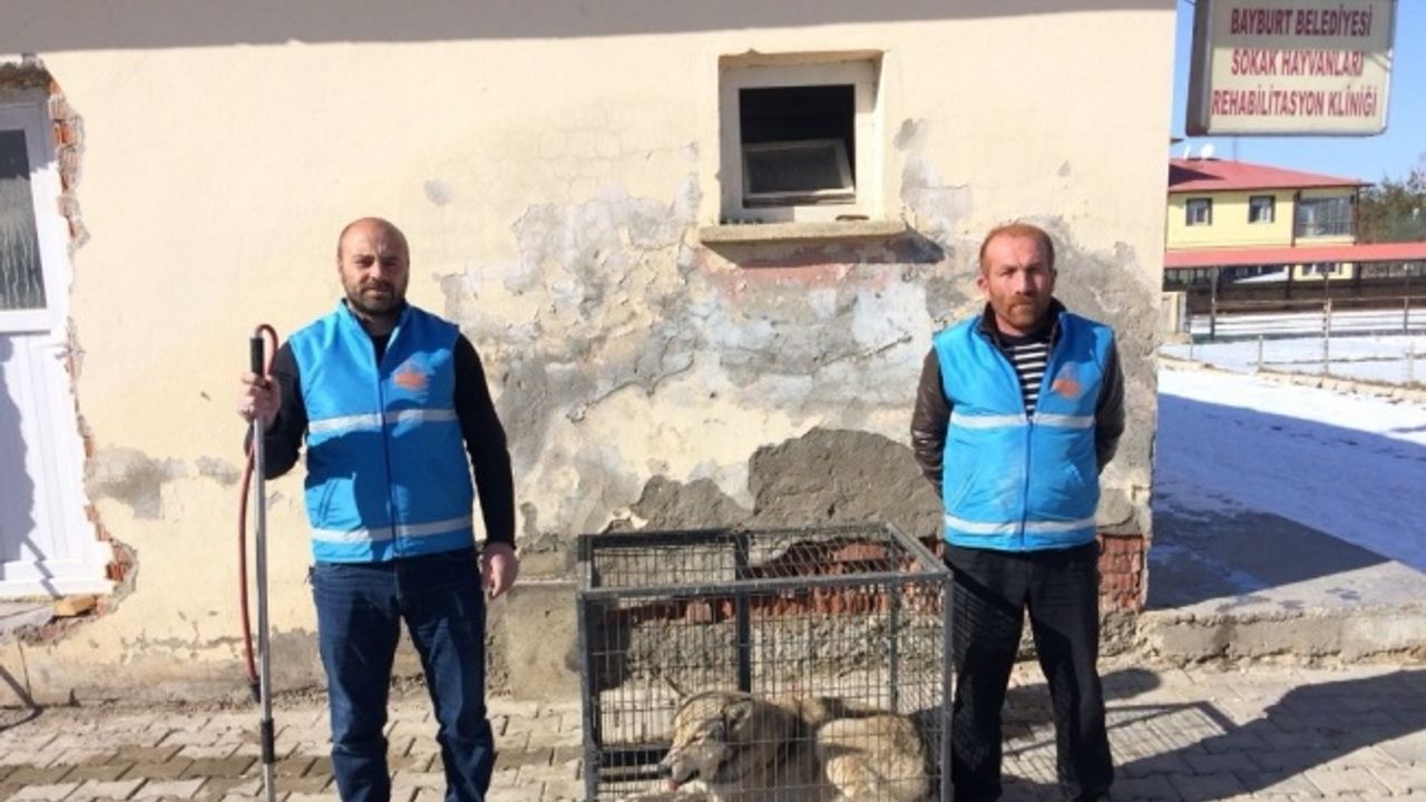 Bayburt’ta şehir merkezine inen kurt yakalandı