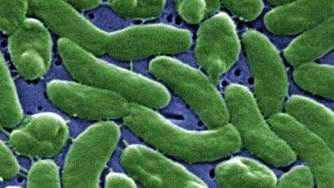 Et Yiyen Bakteri Nedir ve Belirtileri Nelerdir?