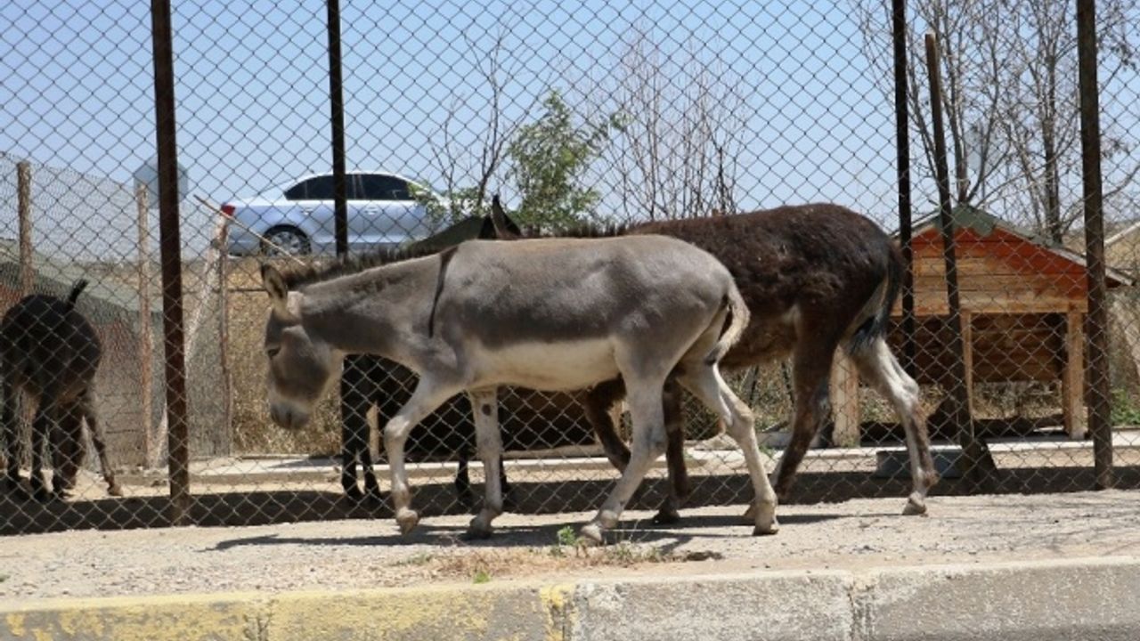 Veteriner Hekim İçen: "Eşekler de artık sokak hayvanı"