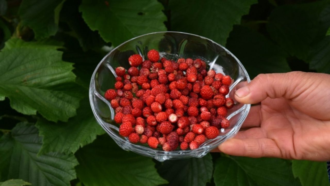 Kilosu 150 liradan satılan dağ çileği kadınlara ekonomik kazanç oldu
