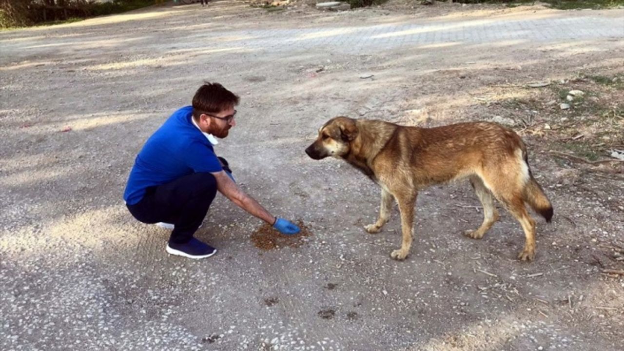 Tokat'ta iki öğretmen sokakları gezerek hayvanları besliyor