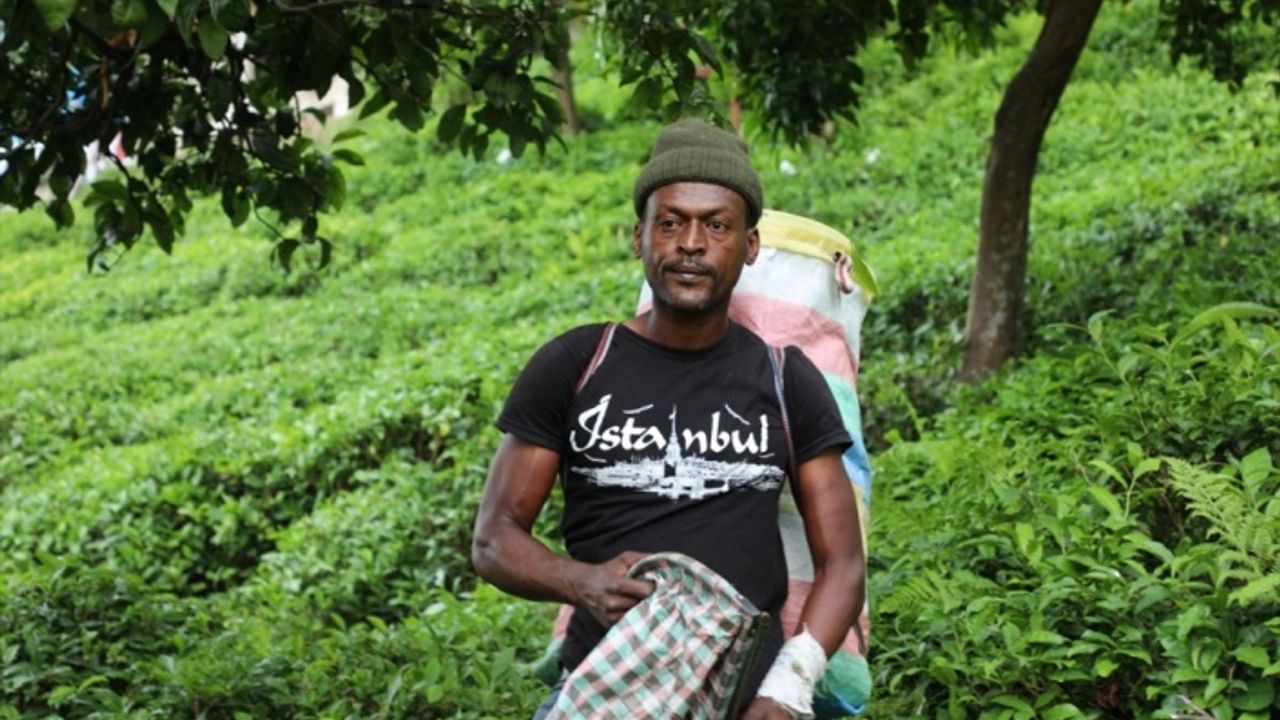 Rizeli üretici yaş çay hasadını Senegalli arkadaşlarıyla gerçekleştiriyor