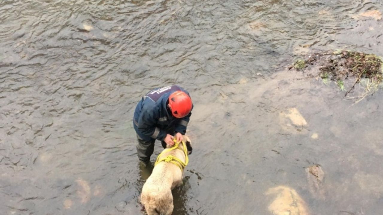 Ordu'da çaya düşen köpeği itfaiye ekipleri kurtardı