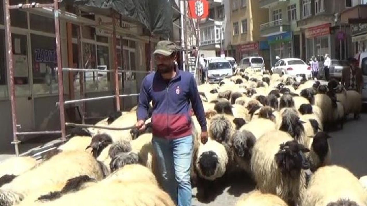 Trabzon'da yaylalara göç başladı