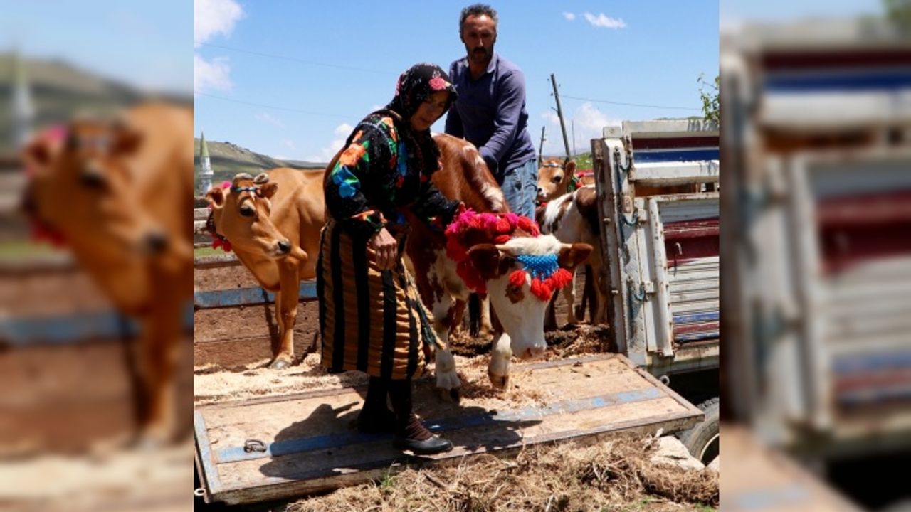 Doğu Karadeniz yaylaları, asırlardır süren göç geleneğiyle şenleniyor