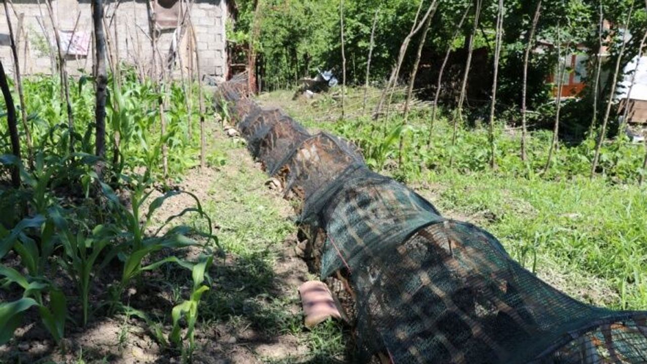 Tavuklarının ekili alanlara zarar vermemesi için 70 metre uzunluğunda "tünel" yaptı