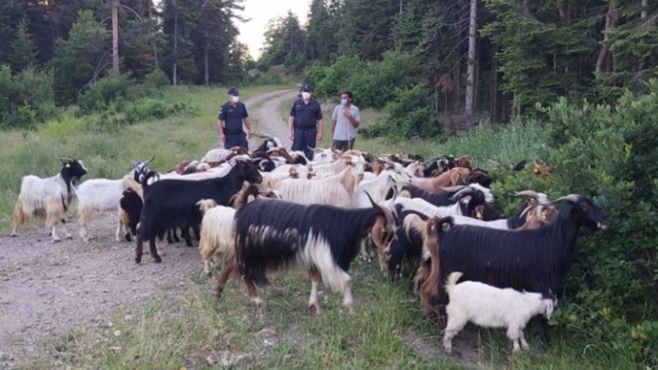Kastamonu'da kaybolan 150 keçiyi jandarma ve AFAD ekipleri bularak sahibine teslim etti