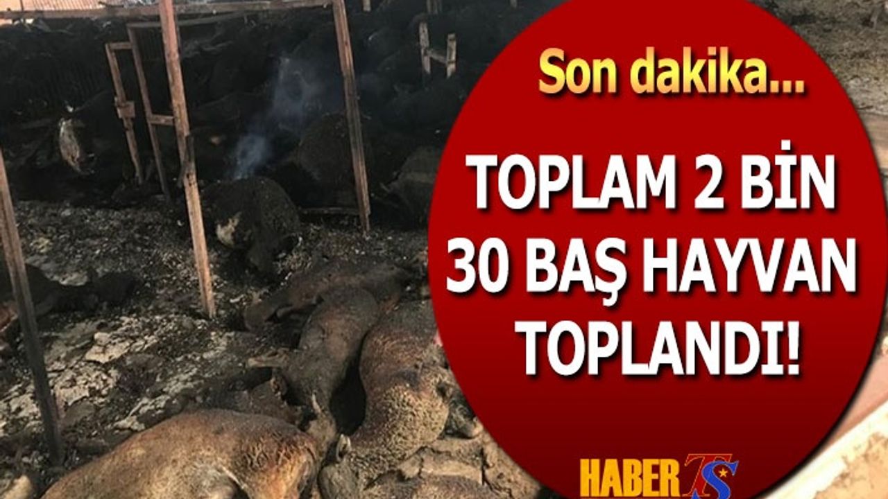 MHP'nin Afetzedeler İçin Yaptığı Kampanyada Toplam 2 Bin 30 Baş Hayvan Toplandı