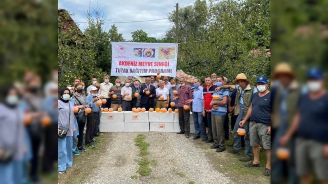 Samsun'da meyve üreticilerine Akdeniz meyve sineğine karşı destek