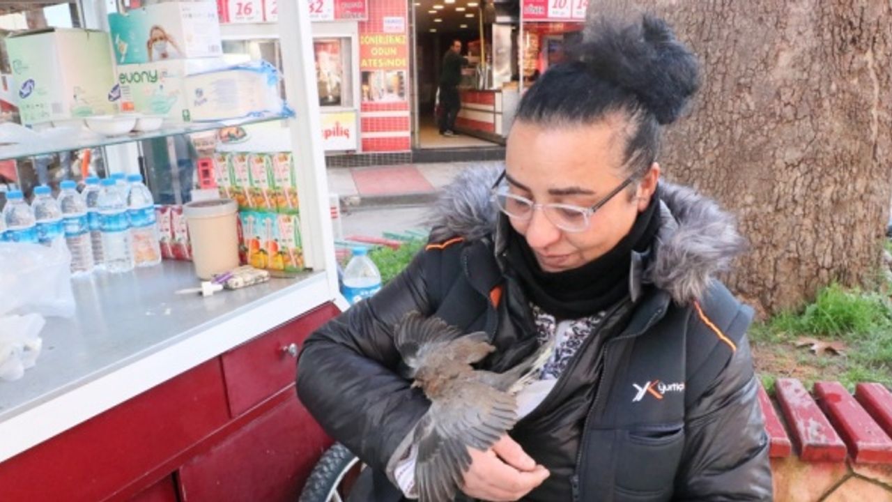 Engelli kadın kedilere yem olmaktan kurtardığı kumru yavrusunu sahiplendi