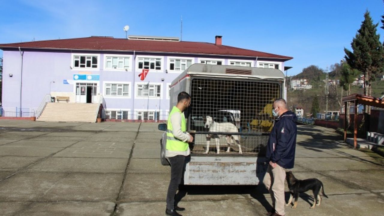 Trabzon'da olası bir pitbull saldırı vakası son anda önlendi