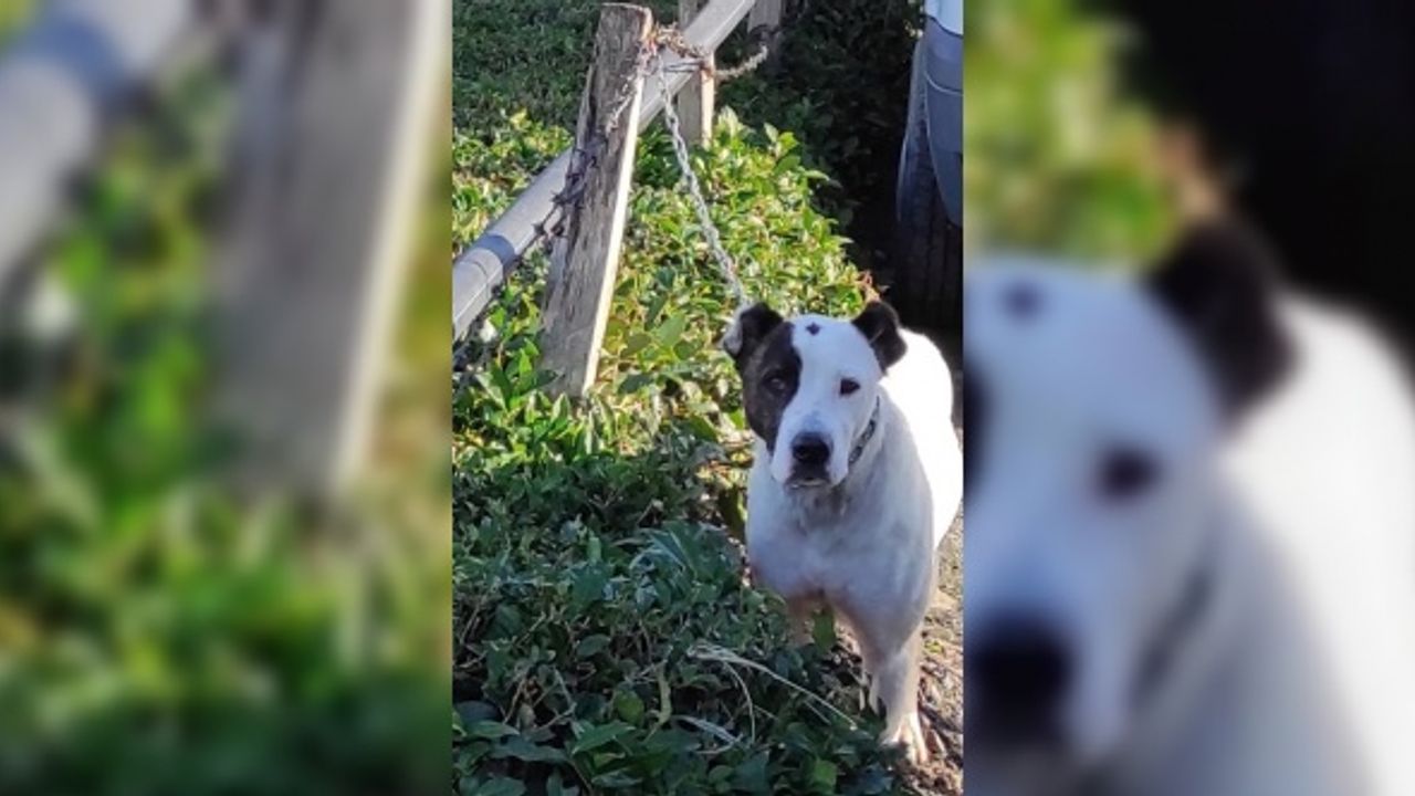 Trabzon'da okul önünde dolaşan pitbull cinsi köpek hayvan barınağına götürüldü