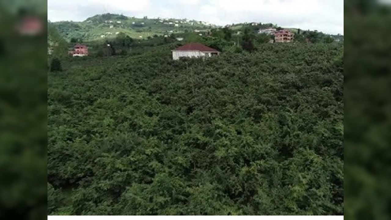 Fındıkta 'drakula' tehlikesi büyüyor: Trabzon'da 8 bin hektarlık alana kadar yayıldı