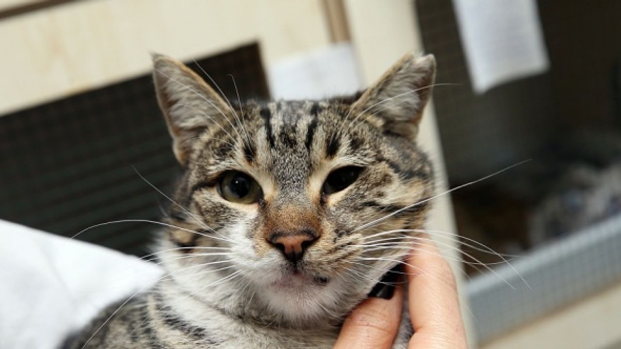 Trabzon'da sokak kedilerine 7 gün 24 saat klinik hizmeti veriliyor