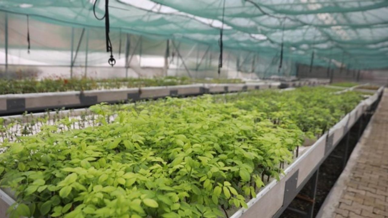 Akçaabat Belediyesi Seralarında Binlerce Fidan Üretildi