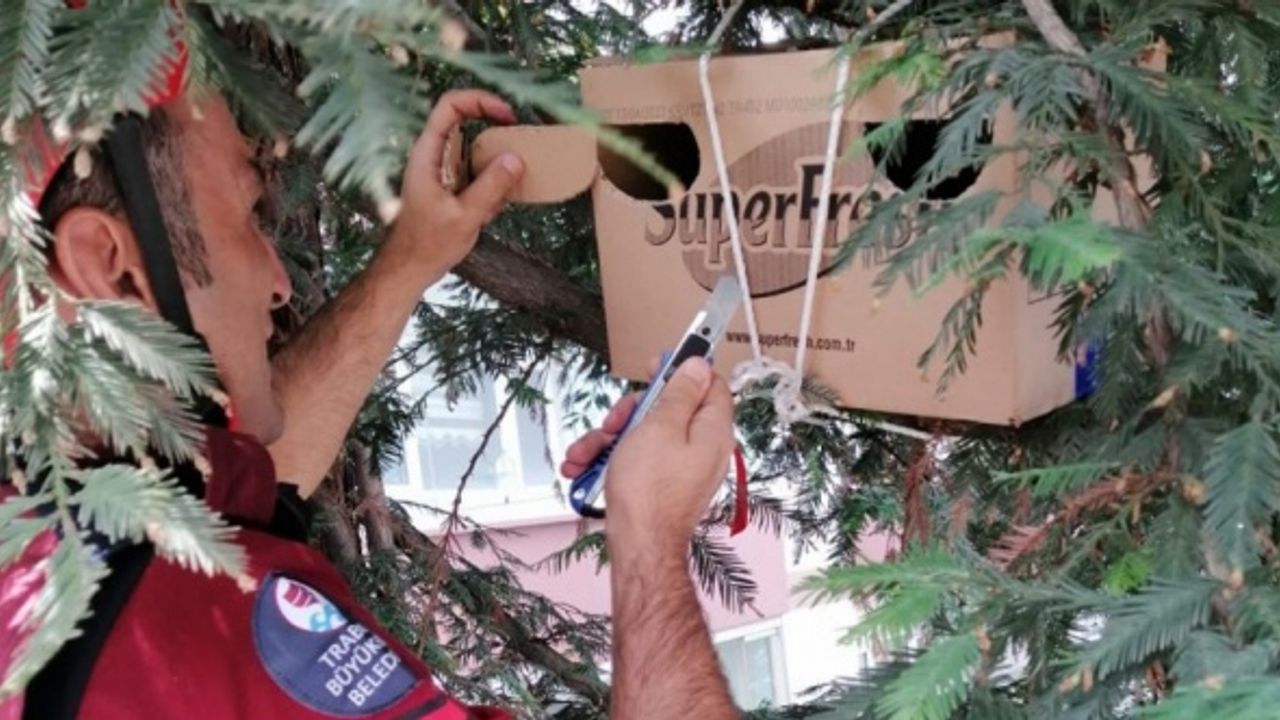 Trabzon'da ağaçtan düşen yavru kuş için yuvayı itfaiye yaptı