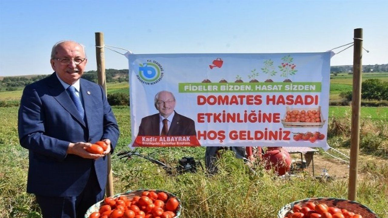 Malkara’da domates hasadı yapıldı