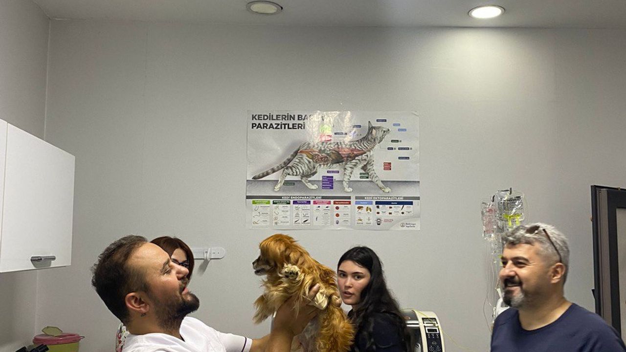 Zonguldak'ta rahminde iltihap bulunan köpek ameliyatla sağlığına kavuşturuldu