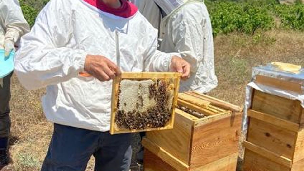 İklim değişikliği varroa hastalığının bal arıları üzerindeki etkisini artırıyor