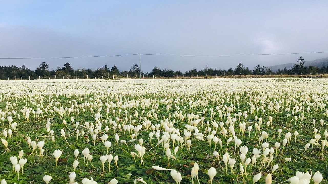 Trabzon Yaylaları Göçün Habercisi Vargit Çiçekleriyle Beyaza Büründü