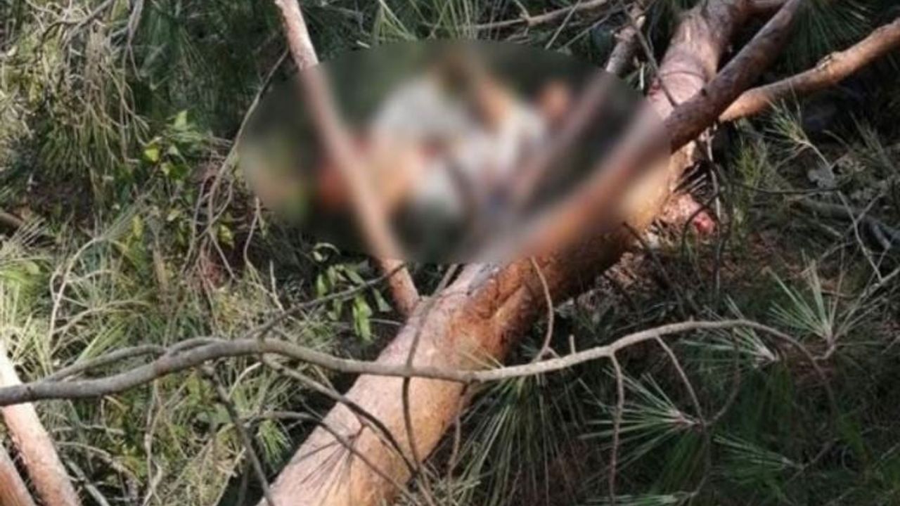 Trabzon Akçaabat'ta üzerine ağaç devrilen kişi öldü!