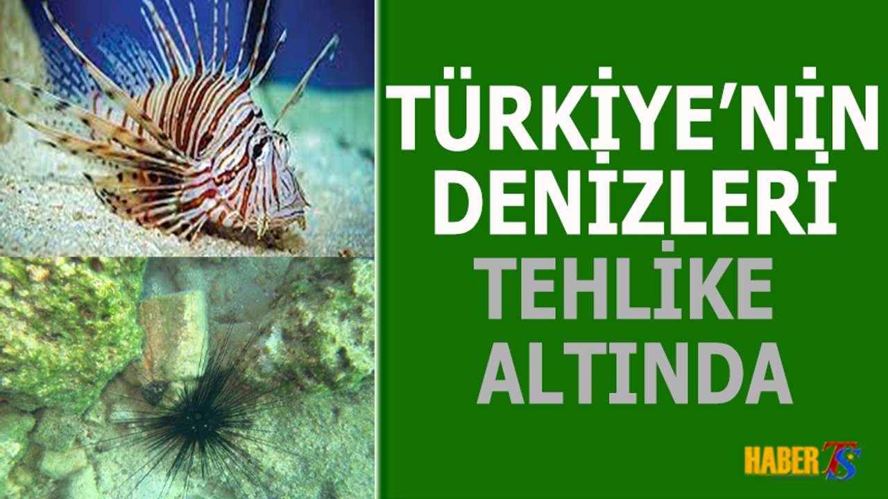 Türkiye’nin denizlerinin içerisinde 105 civarında istilacı tür var