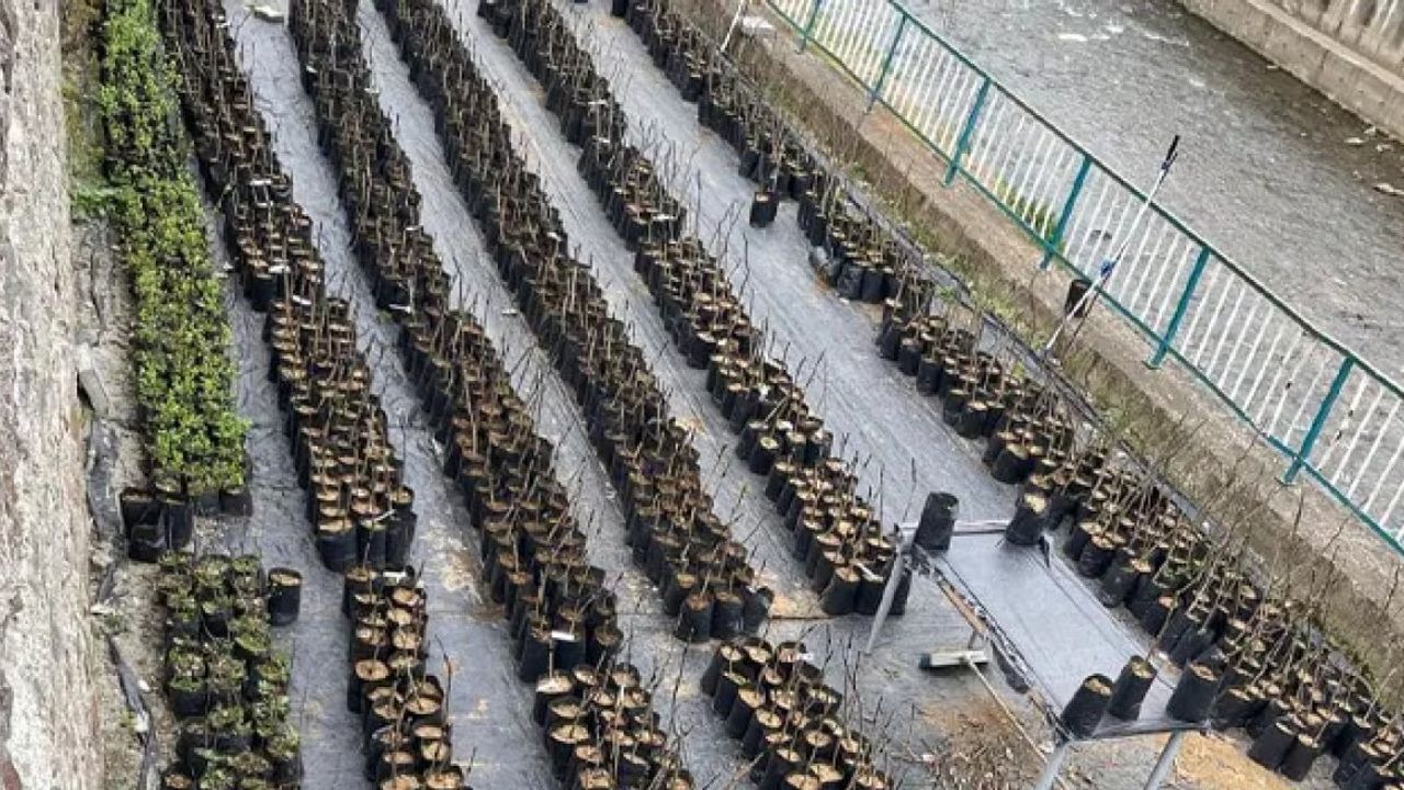Yomra Elması Trabzon’un 18 İlçesine Yayılıyor: Fidanlar Ücretsiz Dağıtılacak