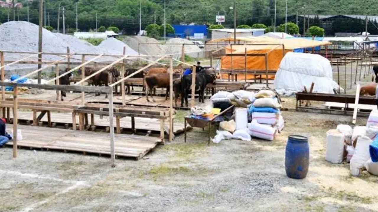 Trabzon’da Kurban Bayramı Hazırlıkları Başladı: Kurbanlıklar Pazarlara İndi
