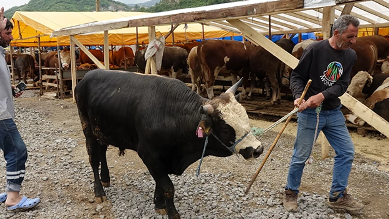 Trabzon'da Kurban Pazarı Hareketli: Besiciler Satışlardan Memnun