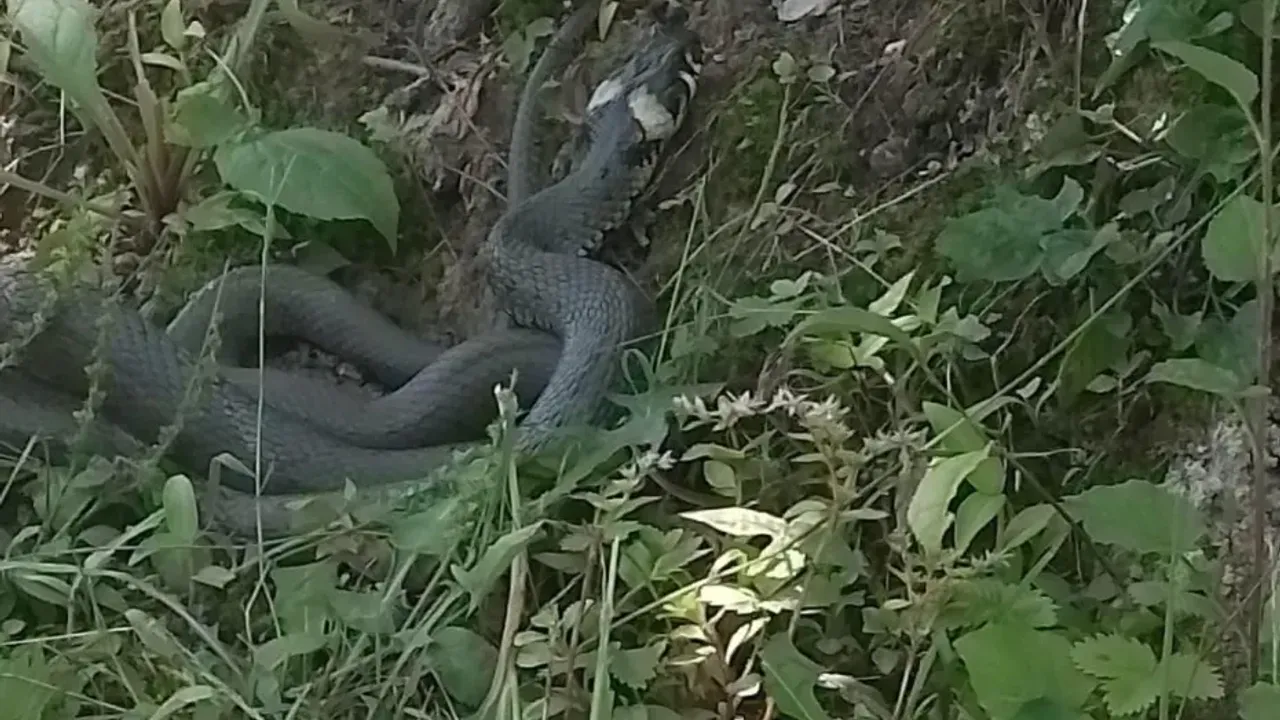 Trabzon’da Yılan Görüntüleri Tedirgin Etti