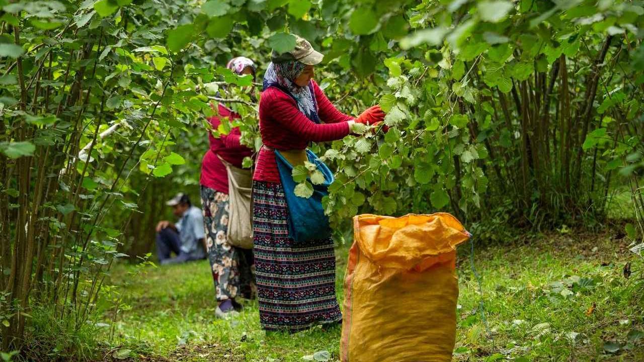 Trabzon’da 2025 Fındık Hasadı İçin Günlük İşçi Ücreti 1.200 TL Olarak Belirlendi