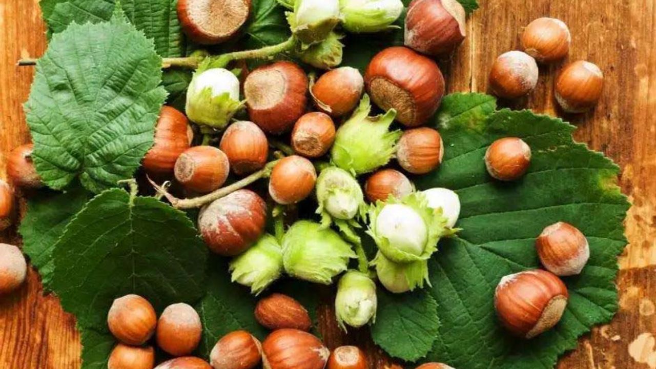 Fındıkta Verim Kaybı Yaşandı, Üreticiye En Az 230 Lira Taban Fiyat Talebi