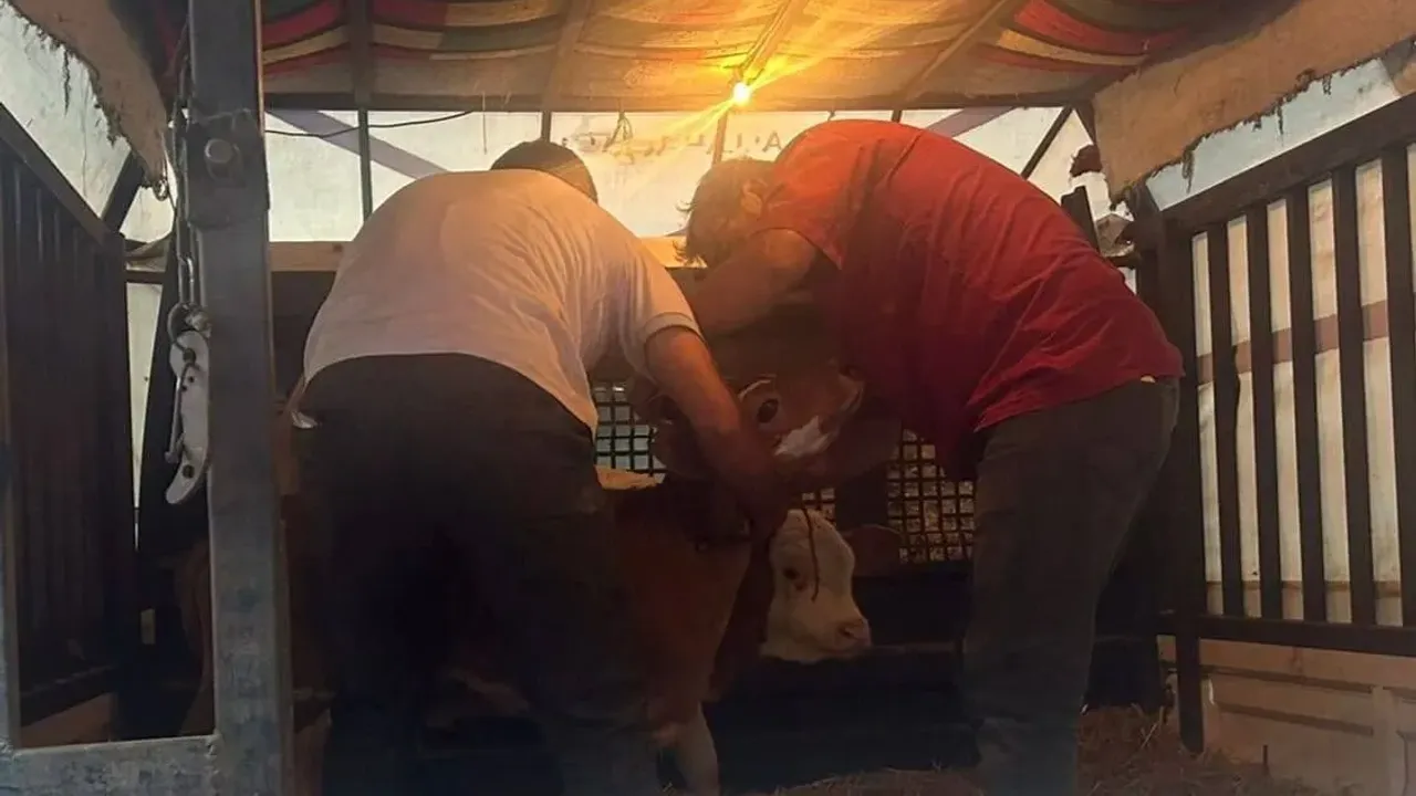 Çarşıbaşı’nda Kayıt Dışı Buzağı Sevkine Para Cezası