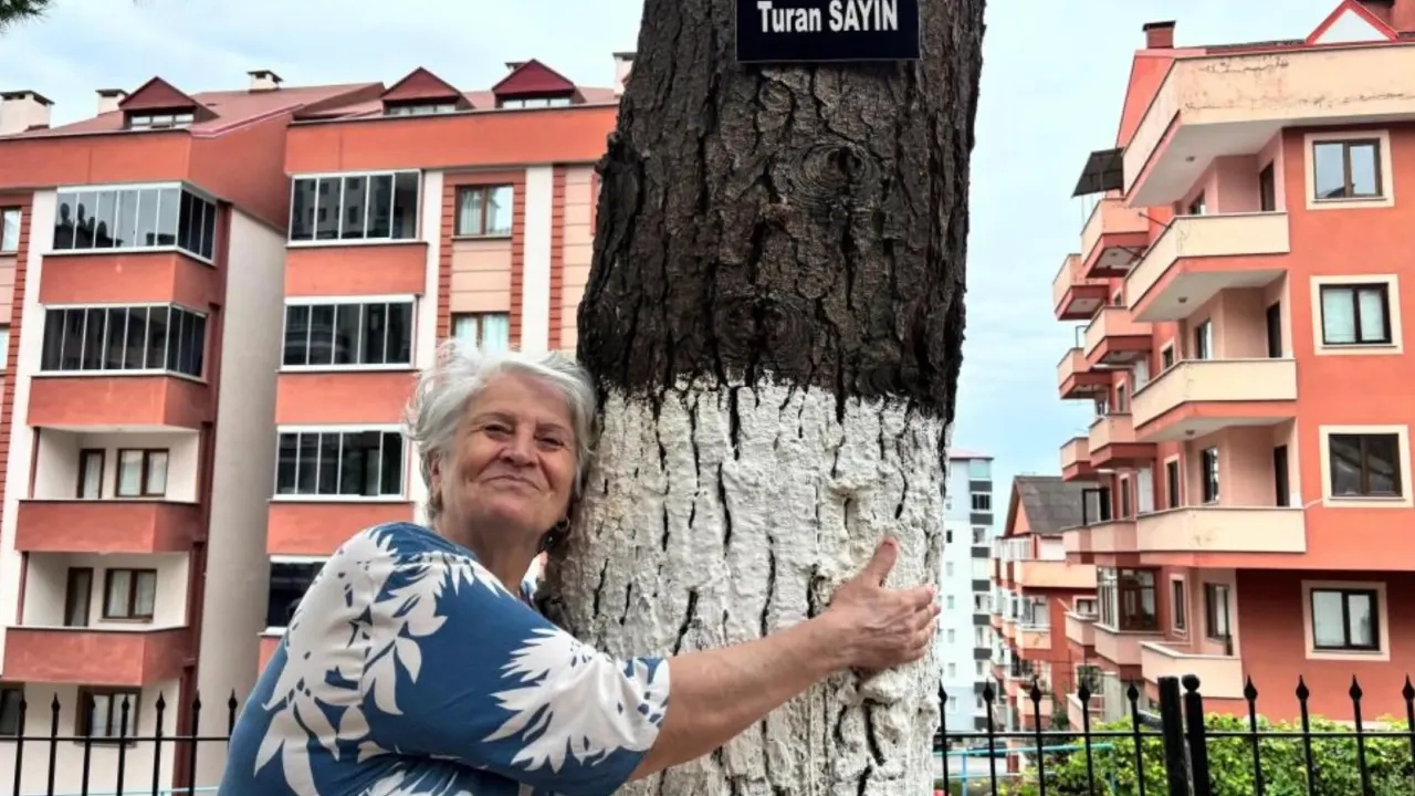 Ortahisar’da Ağaçlar Vefa Taşıyor