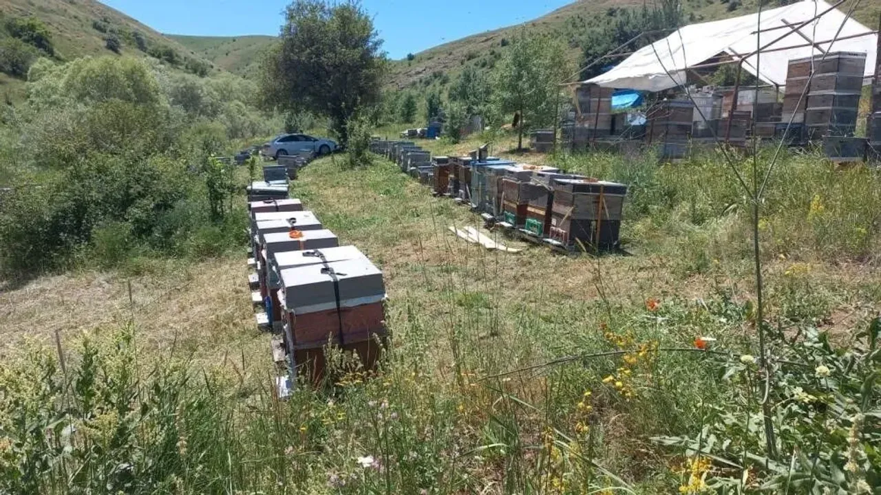 Doğu Karadeniz’de Arıcılık Zor Günler Geçiriyor