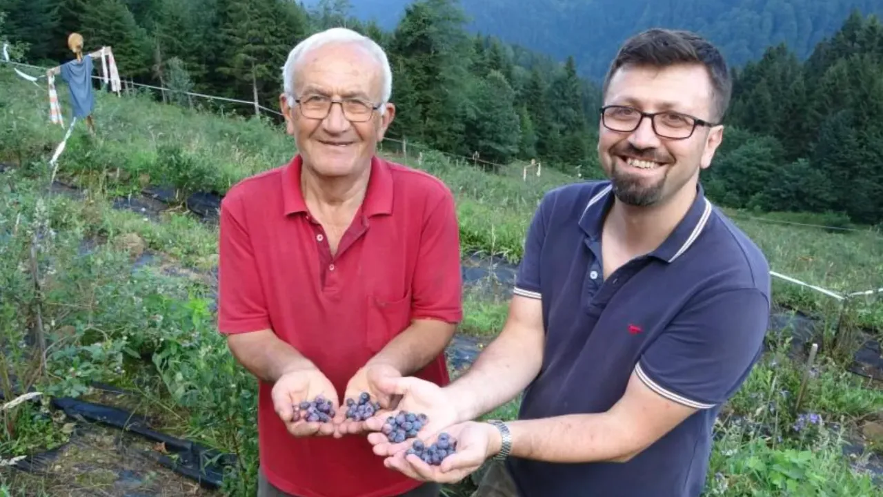 Emekli Öğretmen Yaban Mersini Üretimiyle Örnek Oluyor