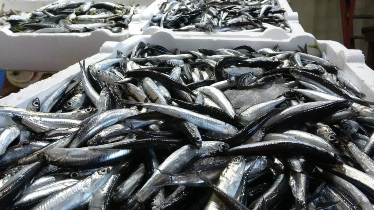 Hamsi Avcılığına 400 Bin Ton Kota