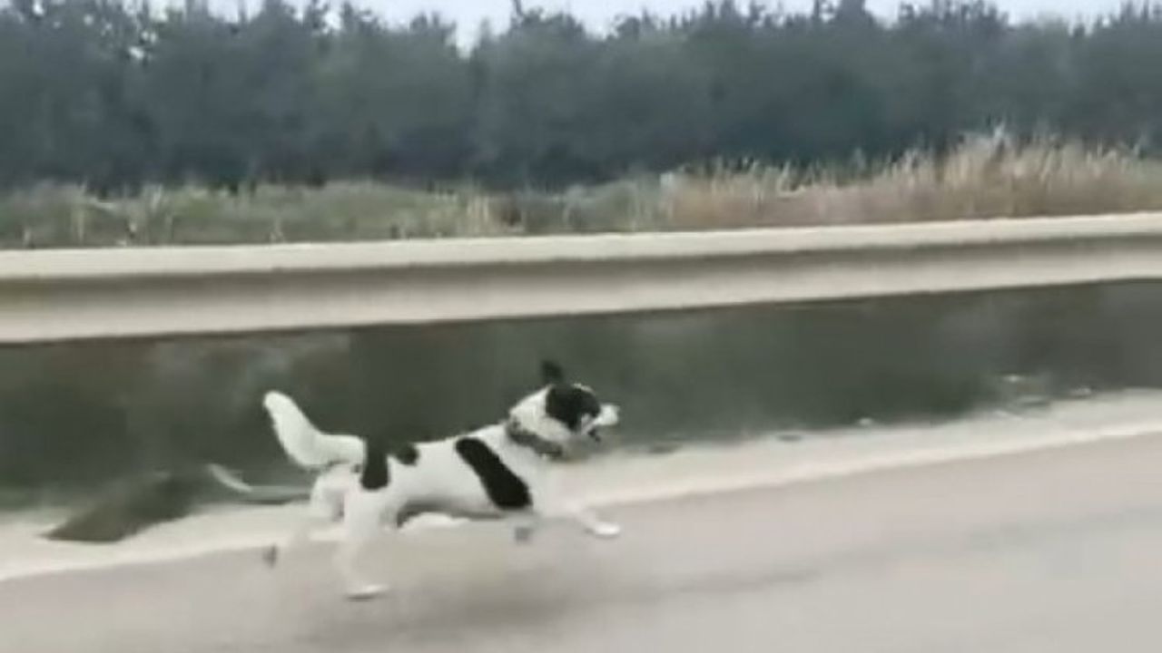 Yağmur Altında Koşan Terk Edilmiş Köpek Yürek Burktu