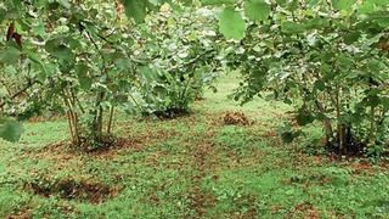 Trabzon'da Kayıp Kadın Fındık Bahçesinde Ölü Bulundu
