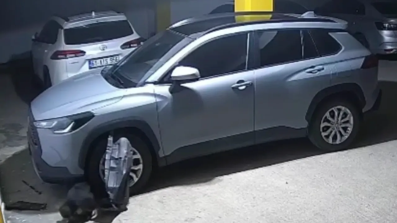 Kediyi Kovalayan Köpekler Trabzon'da Araca Zarar Verdi