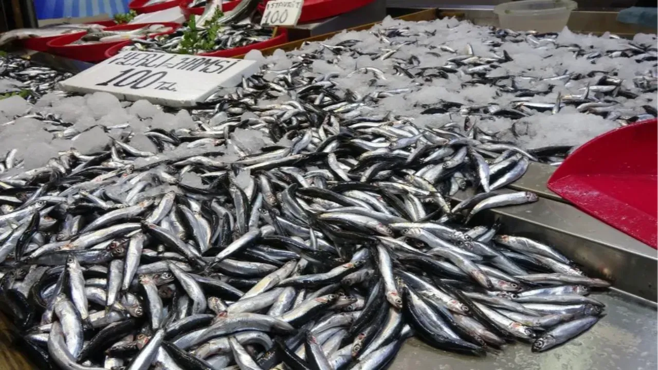 Karadeniz Hamsisi İhracat İçin Yetersiz Kaldı