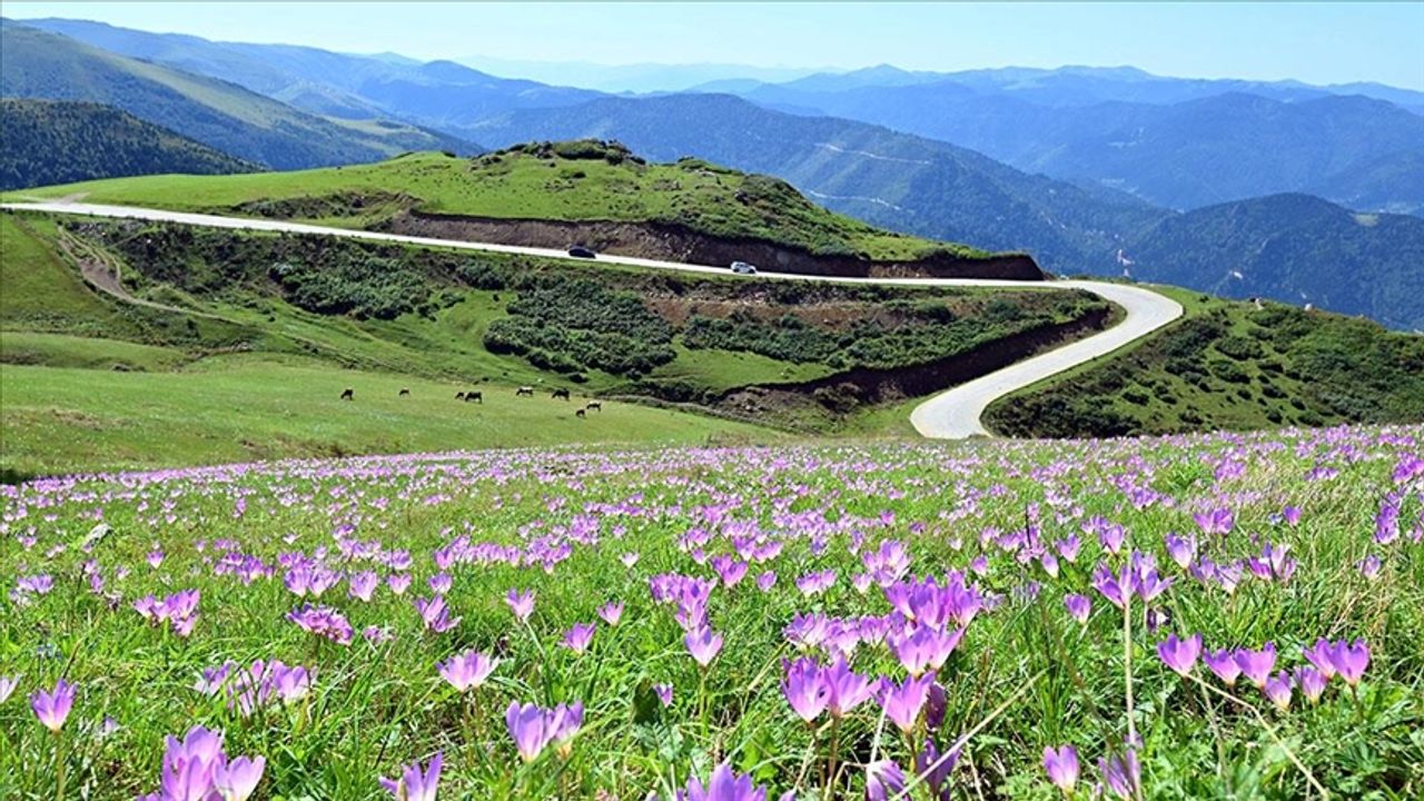 Trabzon Yaylalarında Vargit Çiçekleri Açtı