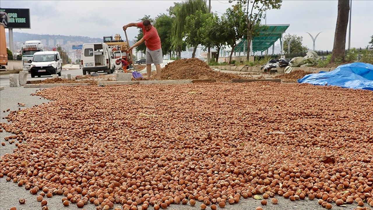 Trabzon’a Modern Fındık Kurutma Tesisi Geliyor