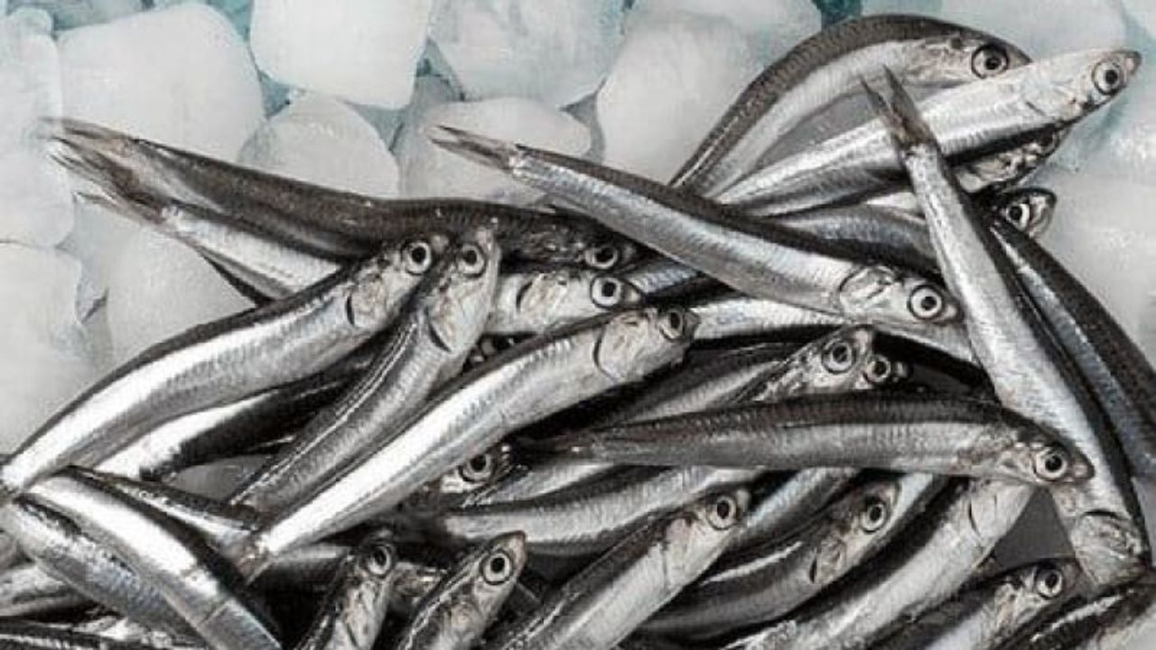 Karadeniz’de Hamsi Bolluğu Var Ama İhracata Uygun Değil