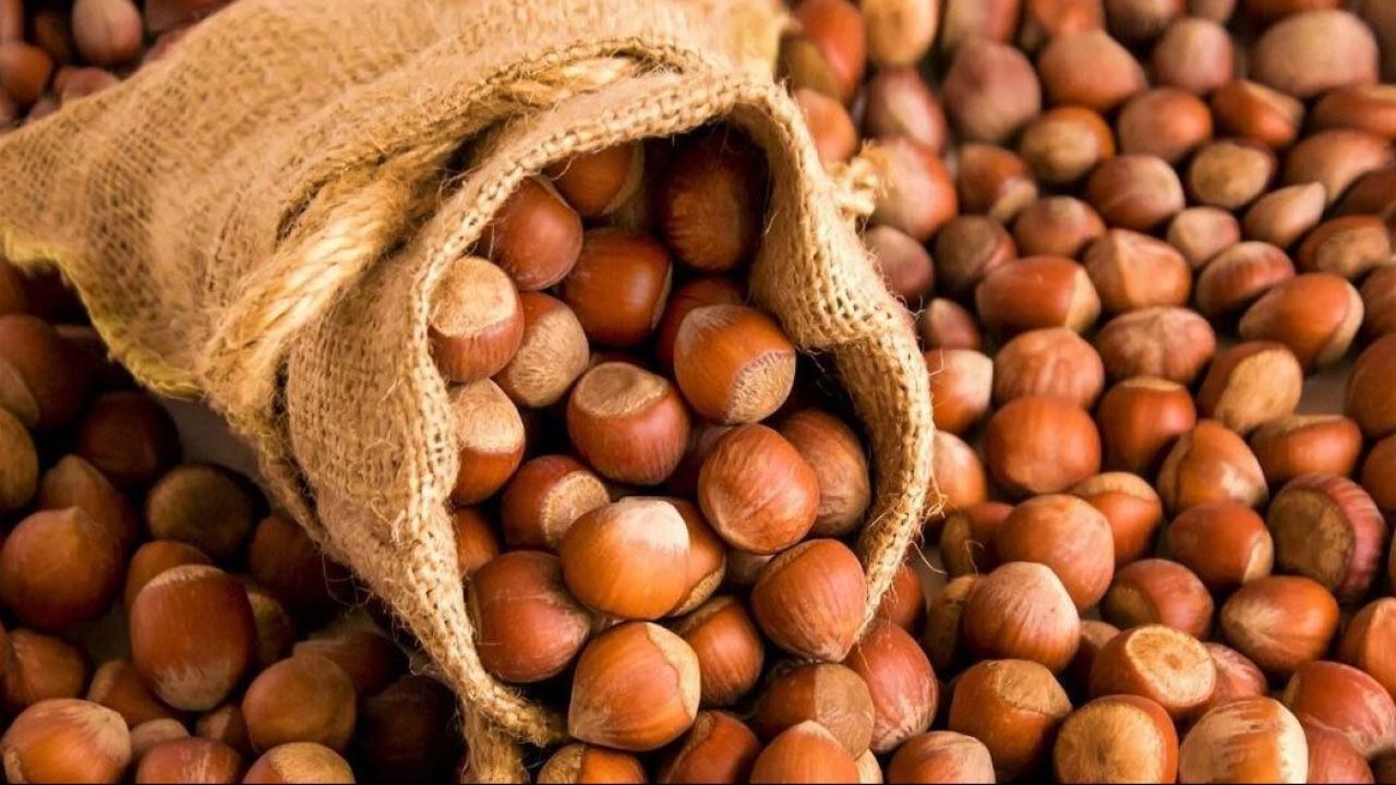 Samsun’da Fındık Fiyatları Belli Oldu
