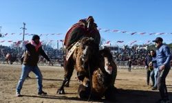 MUĞLA - Deve güreşi festivaline yoğun ilgi