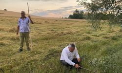 AK Parti Karabük Milletvekili Ünal, tırpanla hasat yaptı