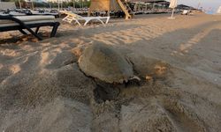 ANTALYA - Manavgat'ta caretta caretta yavruları mavi sularla buluşmaya başladı