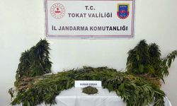 Tokat'ta uyuşturucu operasyonunda yakalanan kişi tutuklandı