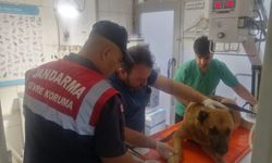 Tokat'ta yaralı köpek tedavi altına alındı